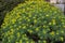Euphorbia dendroides or tree spurge plant with yellow flowers