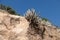 Euphorbia echinus growing in arid conditions, Agadir, Morocco