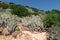 Euphorbia echinus growing on hillside amongst other vegeationa in arid conditions, Agadir, Morocco