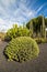 Euphorbia echinus in Jardin de Cactus, Lanzarote