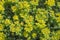 Euphorbia epithymoides cushion spurge bushy plant in bloom, sprintime ornamental garden bright yellow color flowering plant