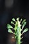 Euphorbia or Euphorbia mayurnathanii  ,Euphorbia lactea or Euphorbia lacei Craib