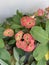 Euphorbia Flower Plant Photo