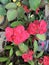 Euphorbia Flower Plant Photo