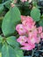 Euphorbia Flower Plant Photo