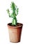 Euphorbia in flower pot