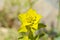 Euphorbia flower in wild nature