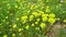 Euphorbia, flowering plant, spurge, Euphorbiaceae. Euphorbia serrata, serrated Tintern spurge, sawtooth upright spurge