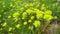 Euphorbia, flowering plant, spurge, Euphorbiaceae. Euphorbia serrata, serrated Tintern spurge, sawtooth upright spurge
