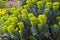 Euphorbia flowering plants in a garden.