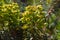 Euphorbia flowering in spring sunshine