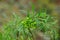 Euphorbia flowers