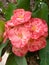 euphorbia flowers blooming during the day