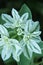 Euphorbia flowers. White with green emerald flower closeup. A beautiful combination of colors.