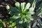 Euphorbia handiensis plant botany