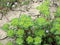 Euphorbia helioscopia plants in a field