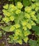 Euphorbia helioscopia - a spurge plant