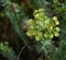 Euphorbia helioscopia - a spurge plant