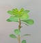 Euphorbia helioscopia (sun spurge)