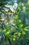 Euphorbia helioscopia, sun spurge or madwoman\\\'s milk, is a species of flowering plant in the spurge family Euphorbiaceae.