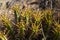 Euphorbia heptagona threatened cactus plant