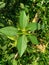 Euphorbia heterophylla, also known fireplant, painted euphorbia, Japanese poinsettia, desert poinsettia, wild poinsettia, fire on