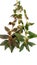 Euphorbia hirta asthma plant
