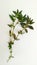Euphorbia hirta duodhi grass