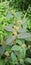 Euphorbia hirta useful tropical plant