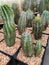 Euphorbia Horrida is a species of cactus native to South Africa,