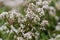 Euphorbia hypericifolia ornamental golden spurge plant in bloom, flowering bunch of white chickenweed flowers