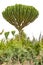 Euphorbia ingens, succulent plant or tree euphorbia grwoing in dry area in Ugand, Africa
