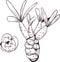 Euphorbia isolated vector illustration. Spurge family Euphorbiaceae and pink flower. Euphorbia milii, Euphorbia false-flower herb
