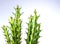 Euphorbia knuthii growing on the white background