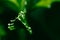 Euphorbia lacei Craib