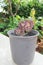 Euphorbia lactea ,Candelabra Cactus or Dragon Bones or False Cactus