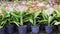 Euphorbia lactea cristata in a colorful flower pot