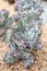 Euphorbia Lactea Forma Cristata Variegata Succulent Plant