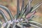 Euphorbia lathyris gopher spurge green plant