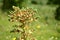 Euphorbia lathyris plant at the end of its flowering.