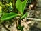 Euphorbia leaf looks healthy growth