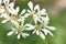 Euphorbia Leucocephala Flowers