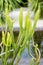 Euphorbia leucodendron in park with water green plant arms and sand floor