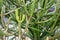 Euphorbia leucodendron in park with water green plant arms and sand floor