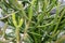 Euphorbia leucodendron in park with water green plant arms and sand floor