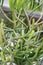 Euphorbia leucodendron in park with water green plant arms and sand floor