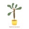 Euphorbia leuconeura isolated on a white background. Cute cactus. Vector illustration in cartoon style