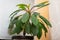Euphorbia leuconeura Madagascar jewel - grows in a pot indoors near a window