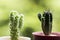 Euphorbia and Mammillaria gracilis cactus and succulent