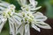 Euphorbia marginata flower macro shot in greenhouse